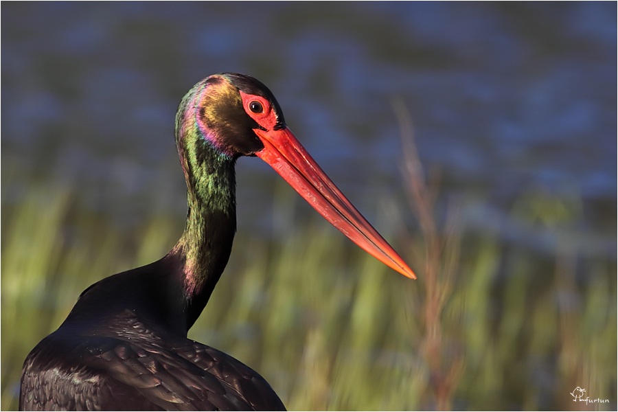 Black Stork