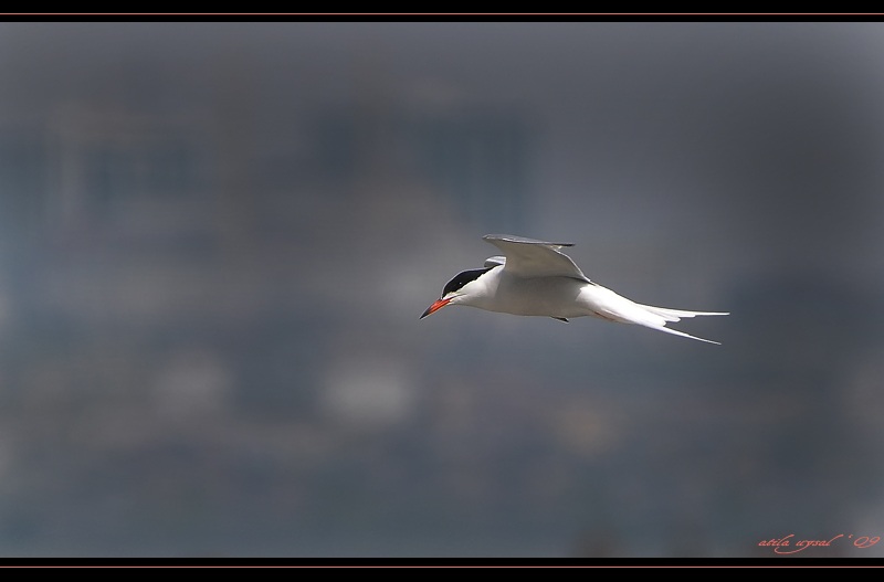 Common Tern
