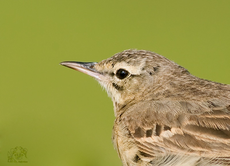 Tawny Pipit