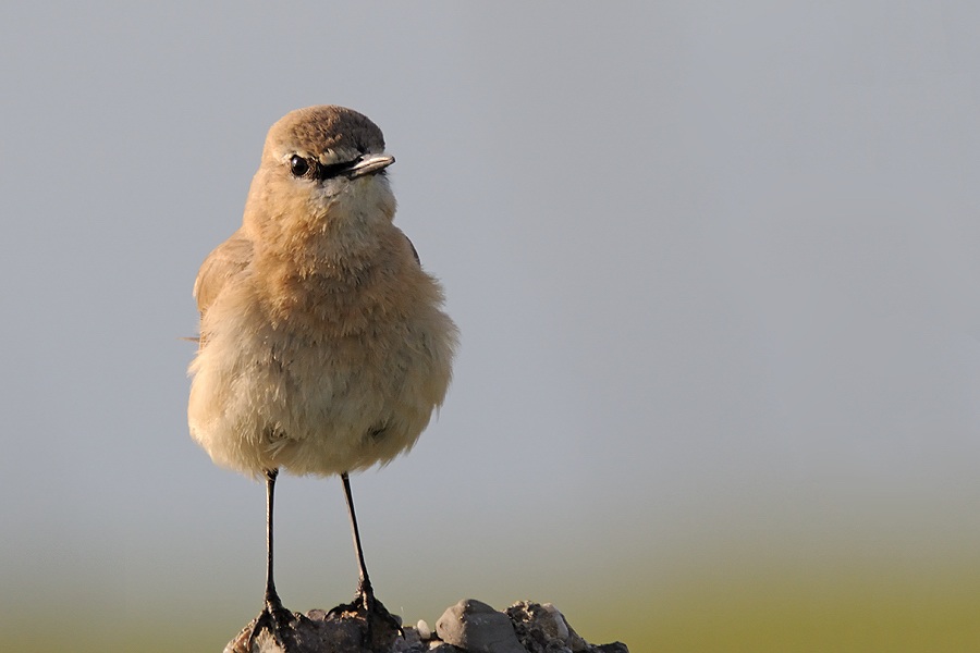 Isabelline Wheatear