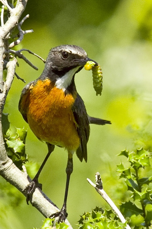 White-throated Robin