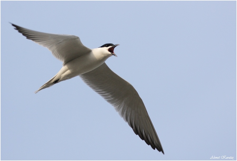 Gull-billed Tern