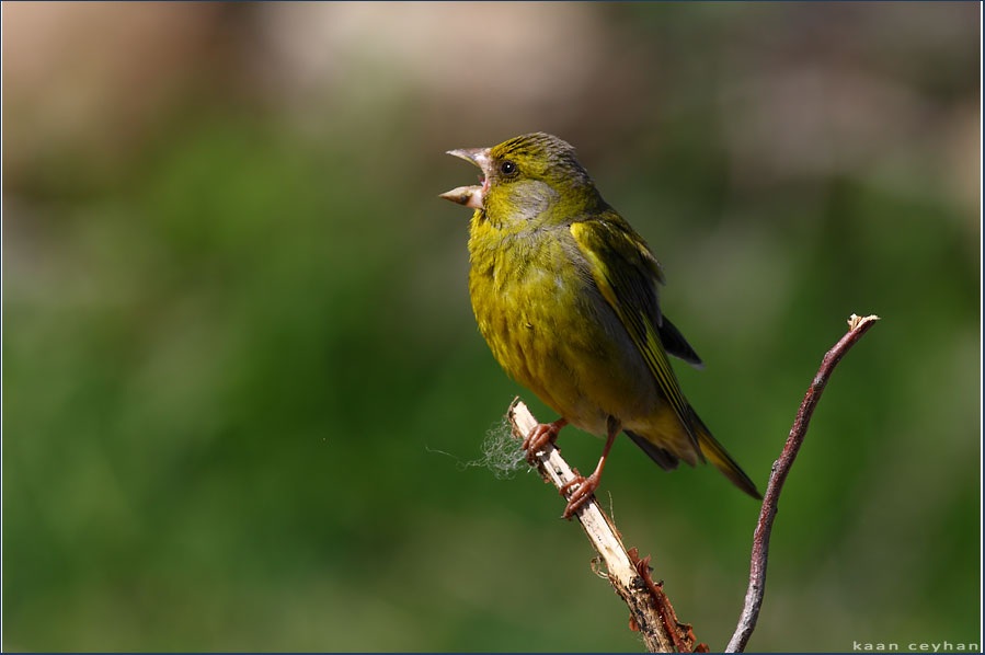 European Greenfinch