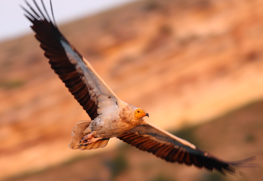 Egyptian Vulture