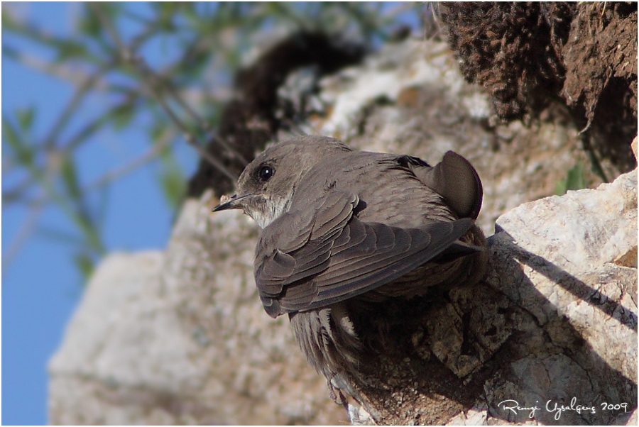 Eurasian Crag Martin
