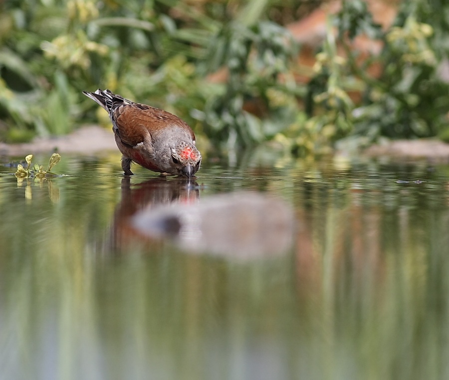 Common Linnet