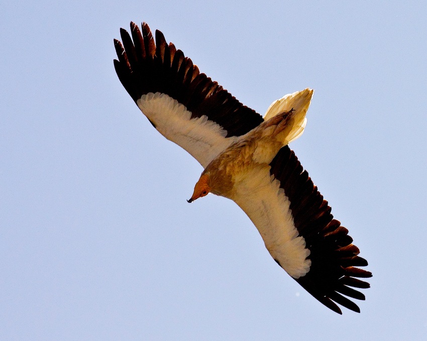 Egyptian Vulture