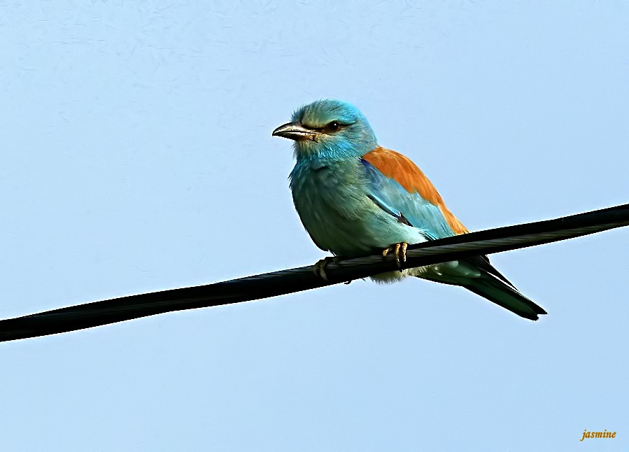European Roller