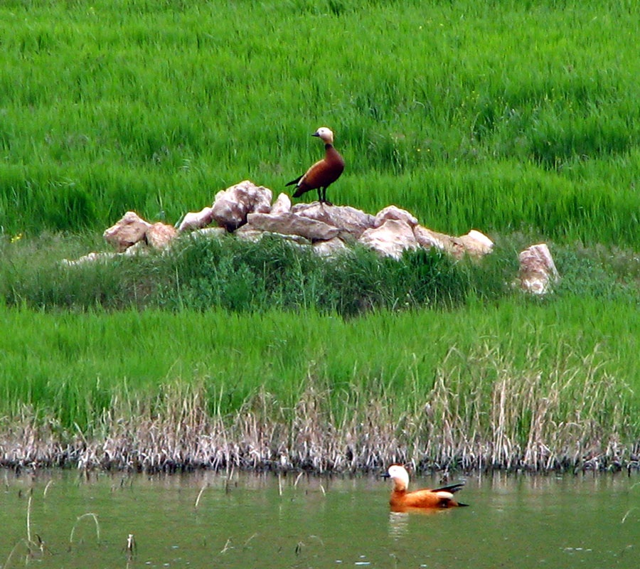 Ruddy Shelduck
