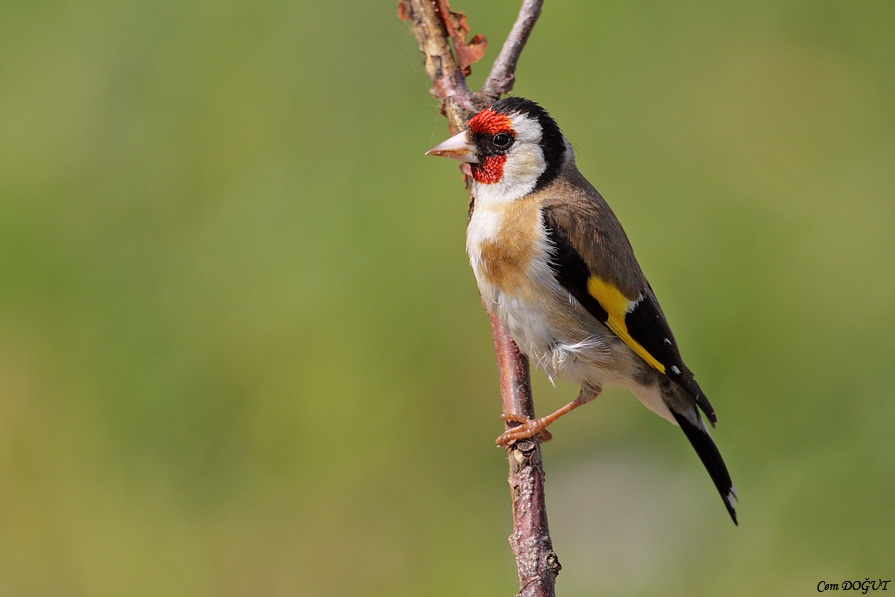 European Goldfinch