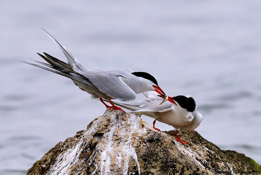 Common Tern