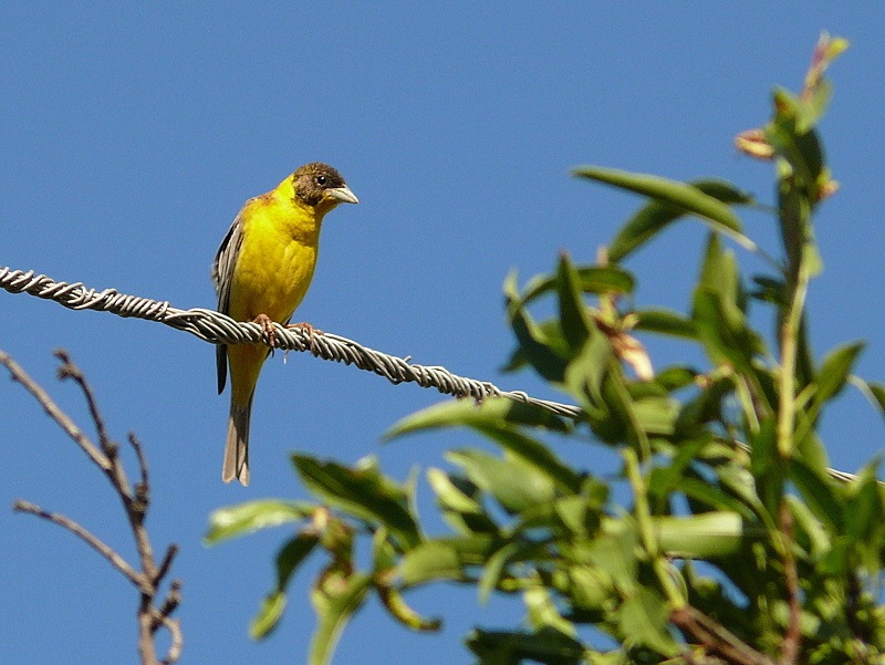 Black-headed Bunting