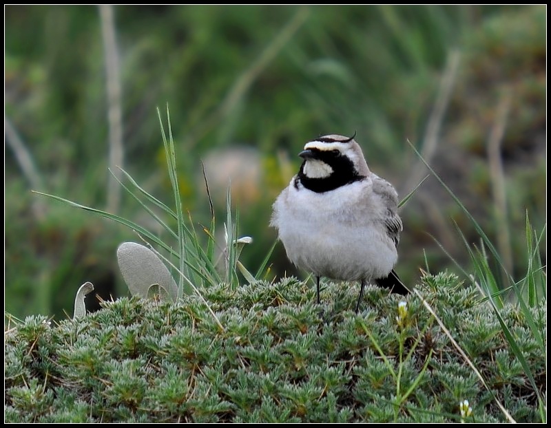 Horned Lark