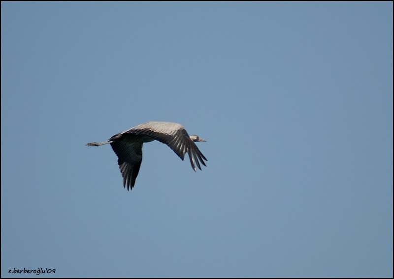 Common Crane