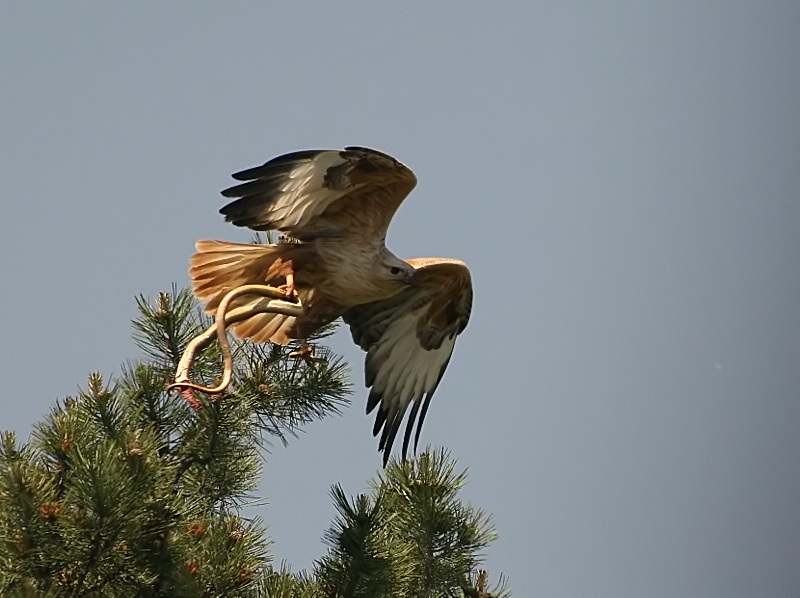Long-legged Buzzard
