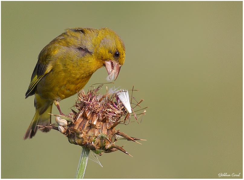 European Greenfinch