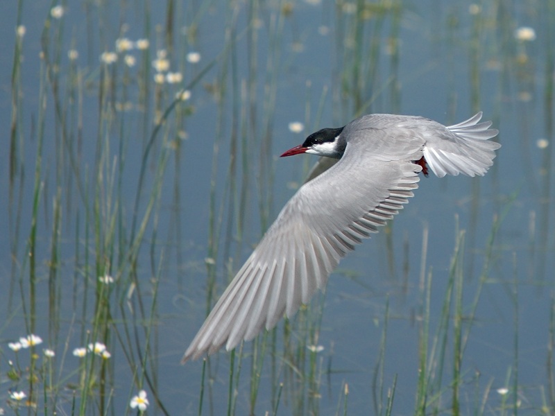 Whiskered Tern