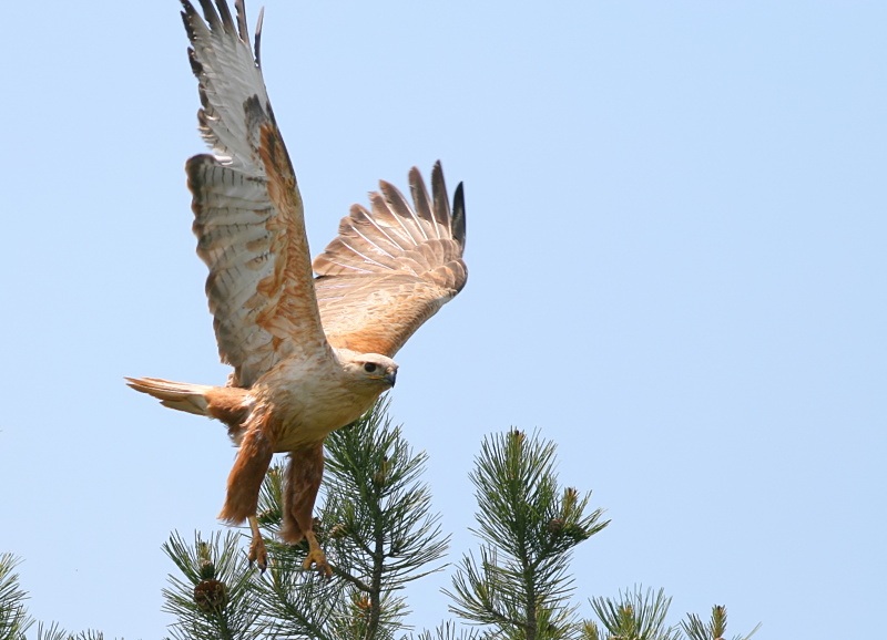 Long-legged Buzzard