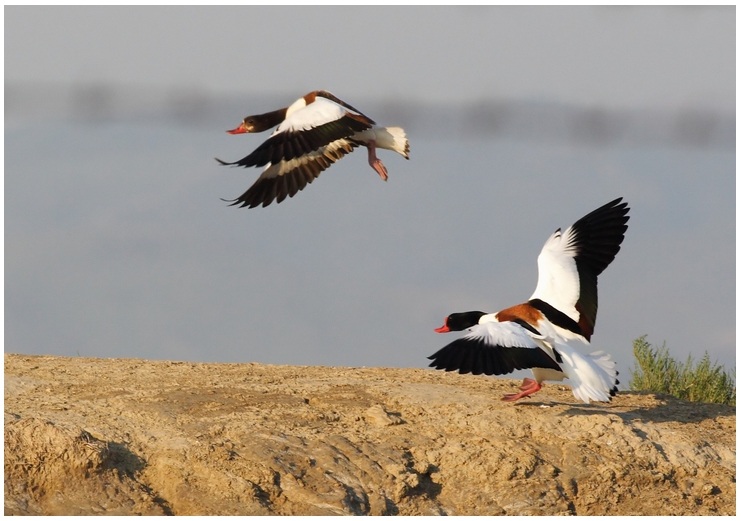 Common Shelduck