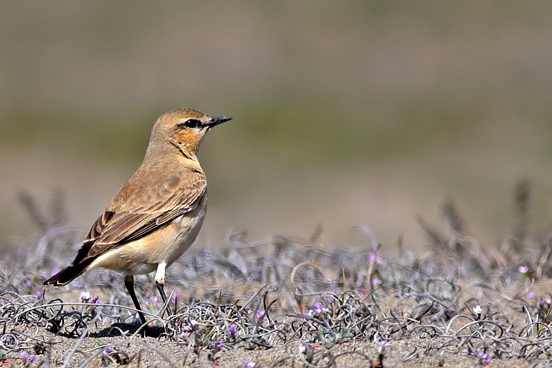 Isabelline Wheatear