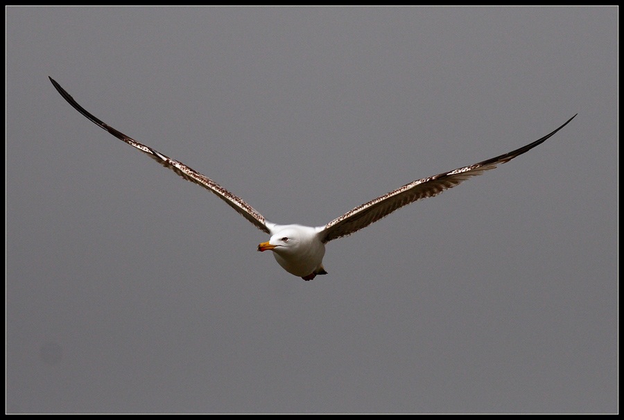 Yellow-legged Gull
