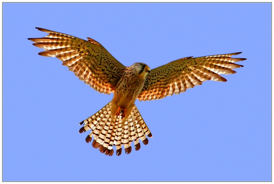 Common Kestrel