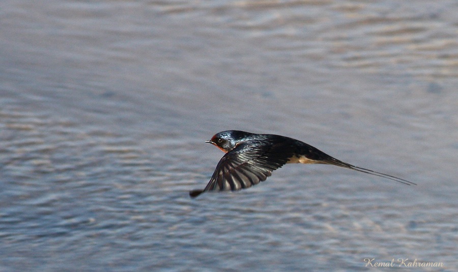 Barn Swallow