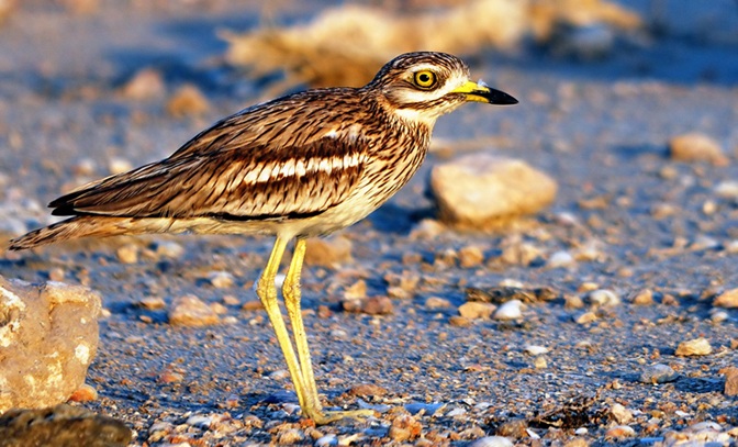 Eurasian Stone-curlew