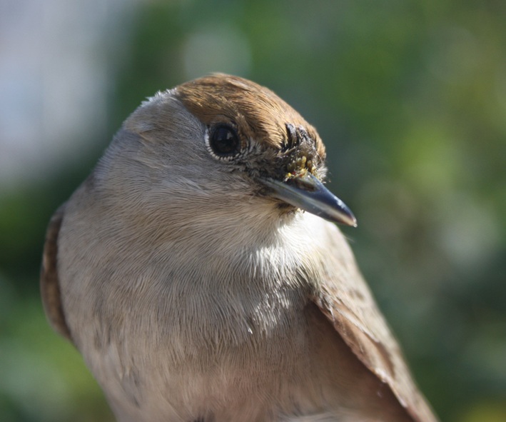 Eurasian Blackcap
