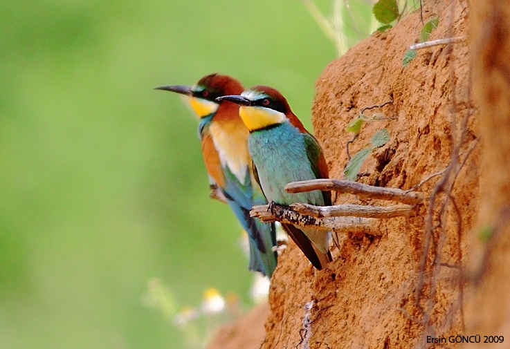 European Bee-eater