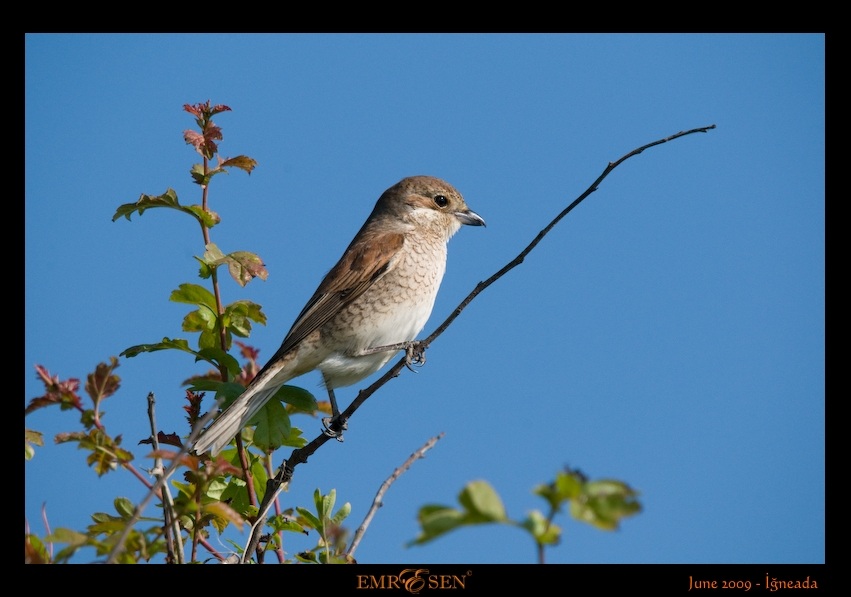 Red-backed Shrike