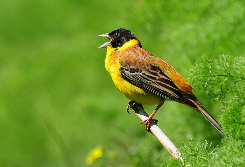 Black-headed Bunting
