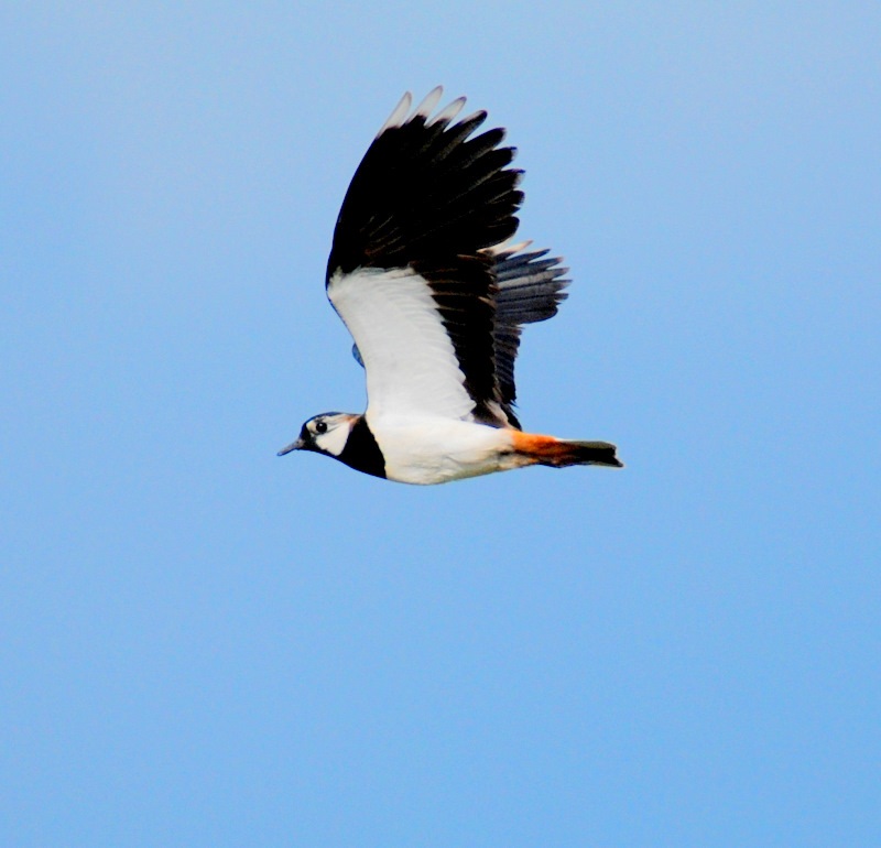 Northern Lapwing