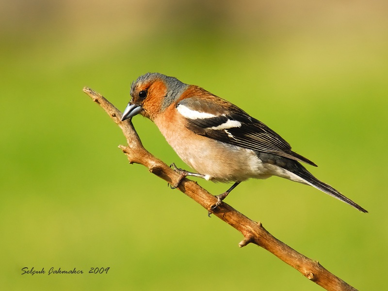 Eurasian Chaffinch