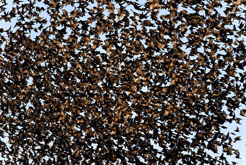 Common Starling