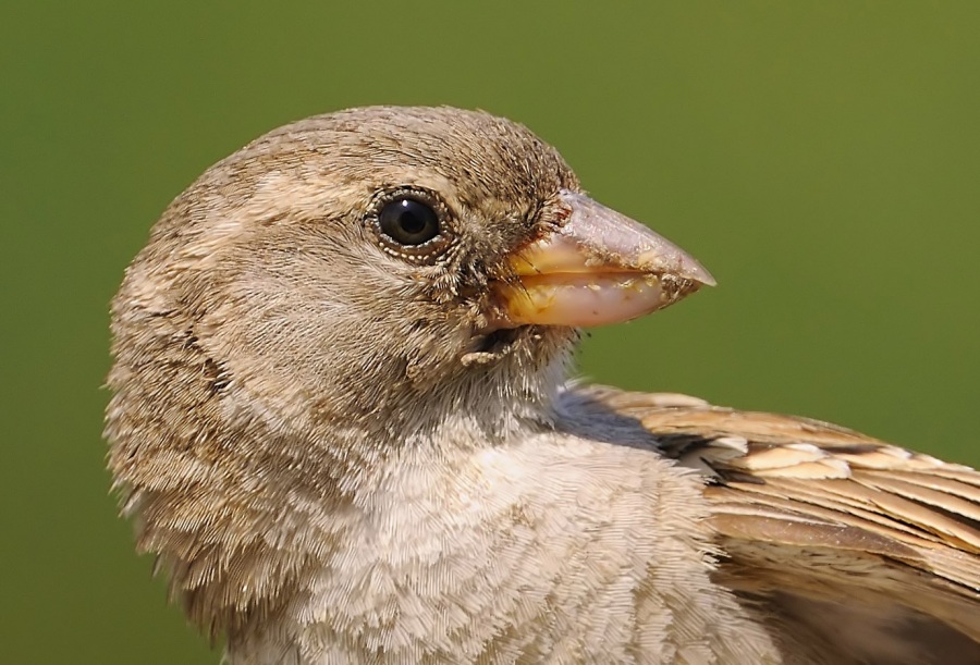 House Sparrow