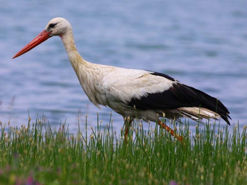 White Stork