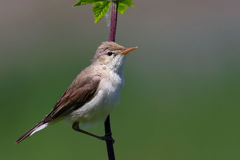 Eastern Olivaceous Warbler