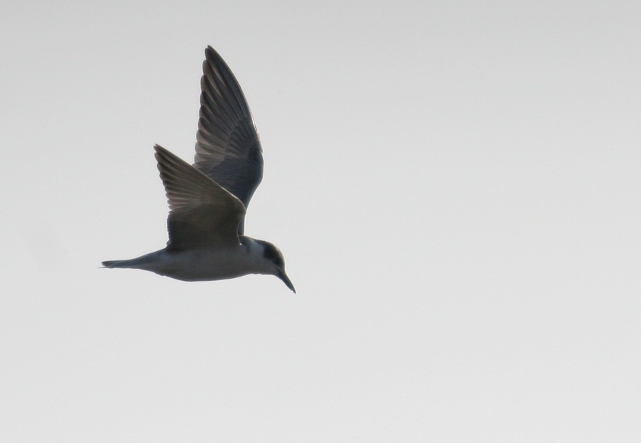 Black Tern