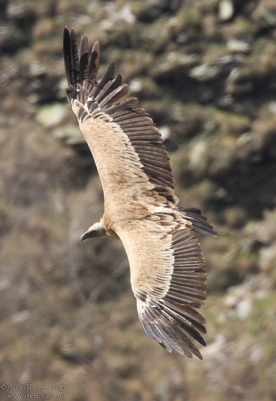 Griffon Vulture
