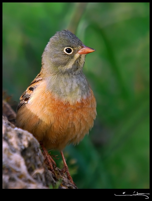 Ortolan Bunting