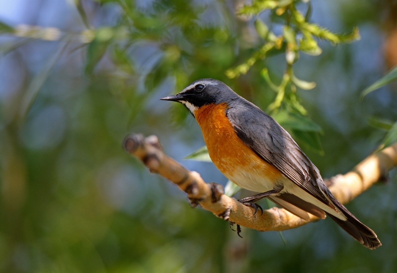White-throated Robin
