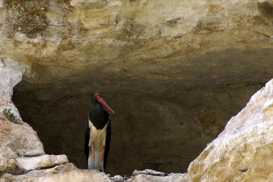 Black Stork