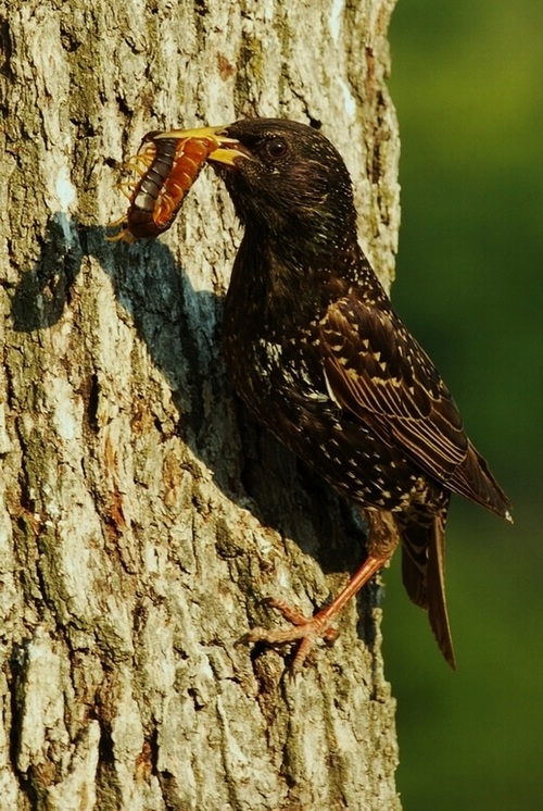 Common Starling