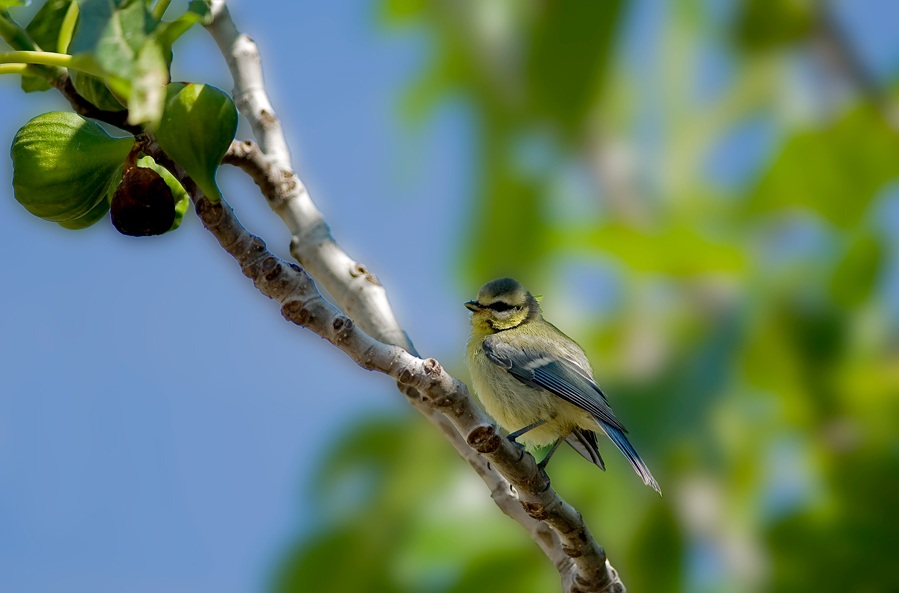 Eurasian Blue Tit