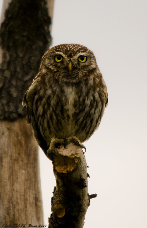 Little Owl