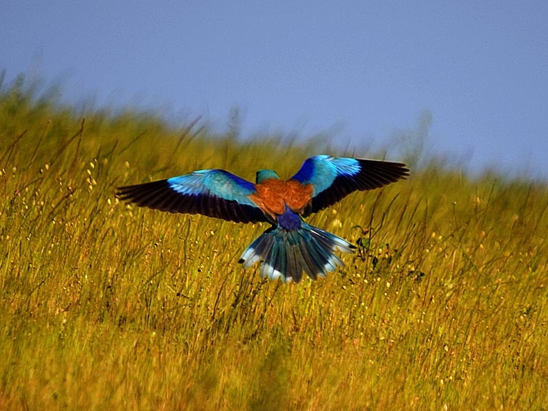 European Roller