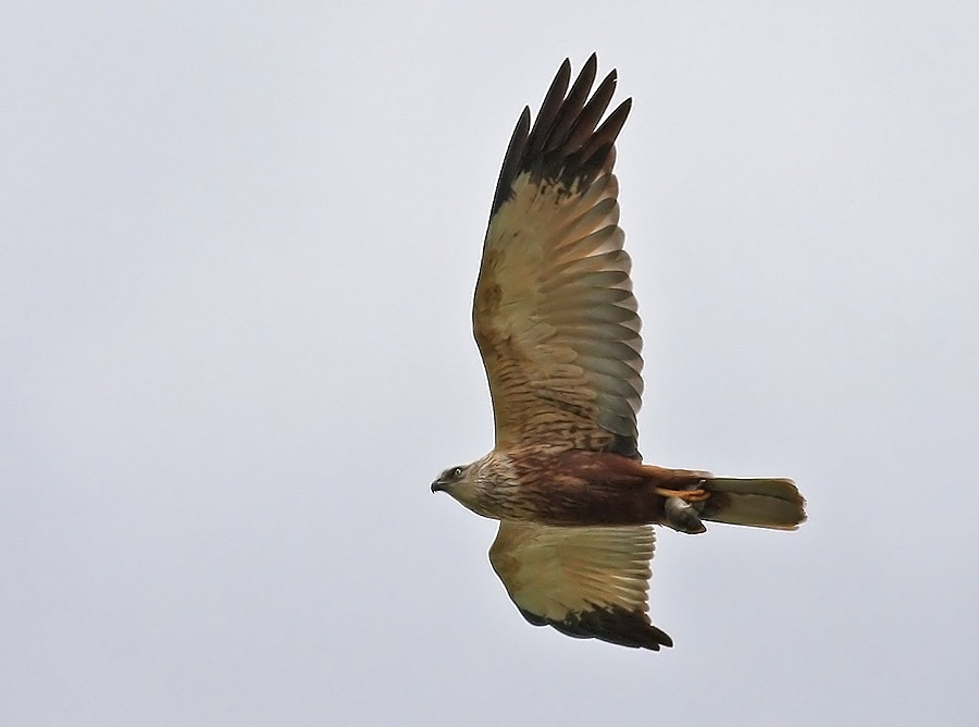 Western Marsh Harrier