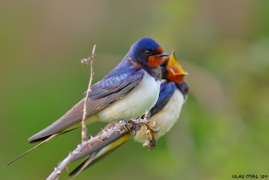 Barn Swallow