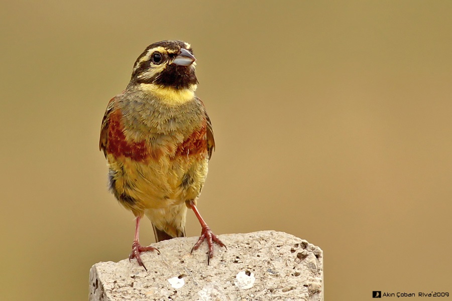 Cirl Bunting